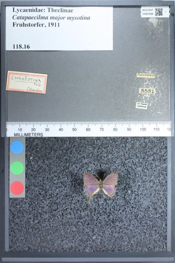 Media type: image;   Entomology 67826